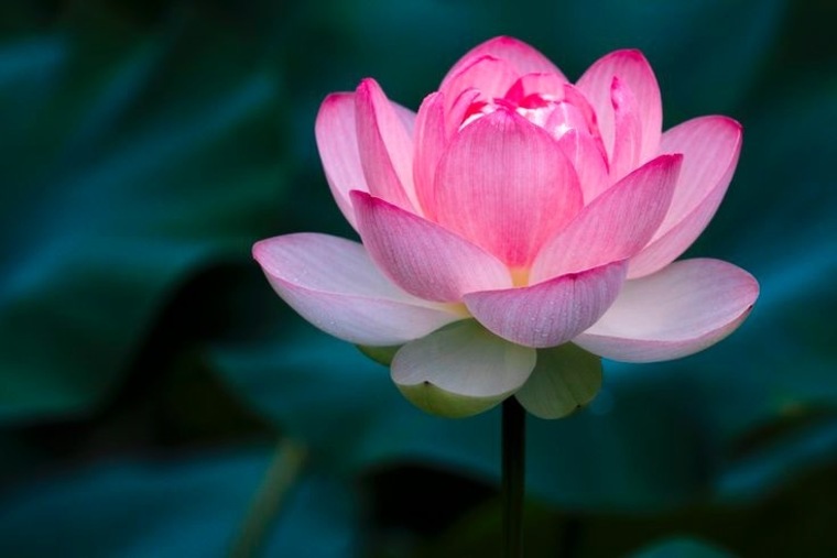 Lotus cover image