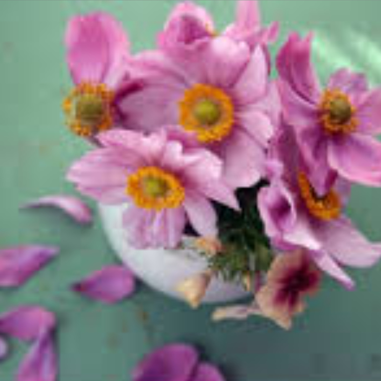 Ladypink cover image