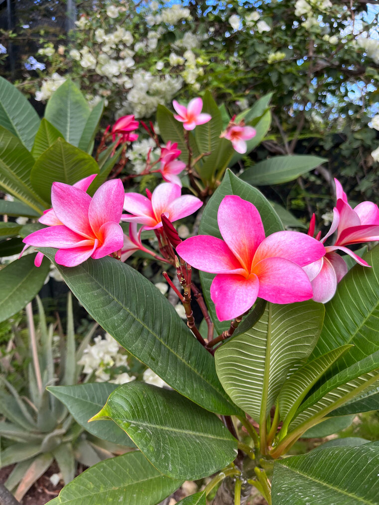 Pink Lady banner image