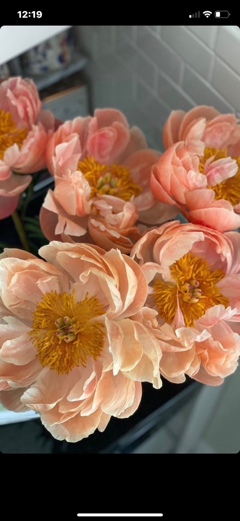 Piink cover image
