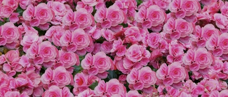 PinkPJs banner image