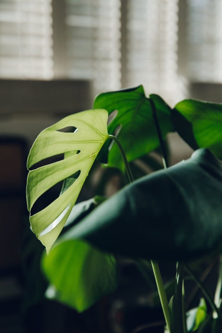 Slim Thick Vegan banner image