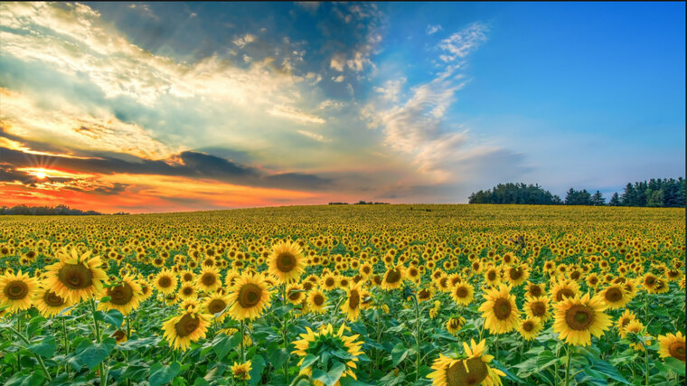 PlantBasedBae555 cover image