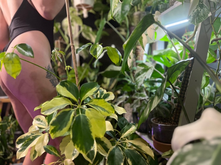 plantfeetpics banner image
