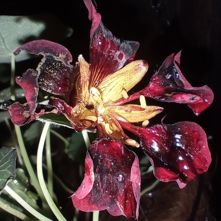 PlantWhisperer banner image