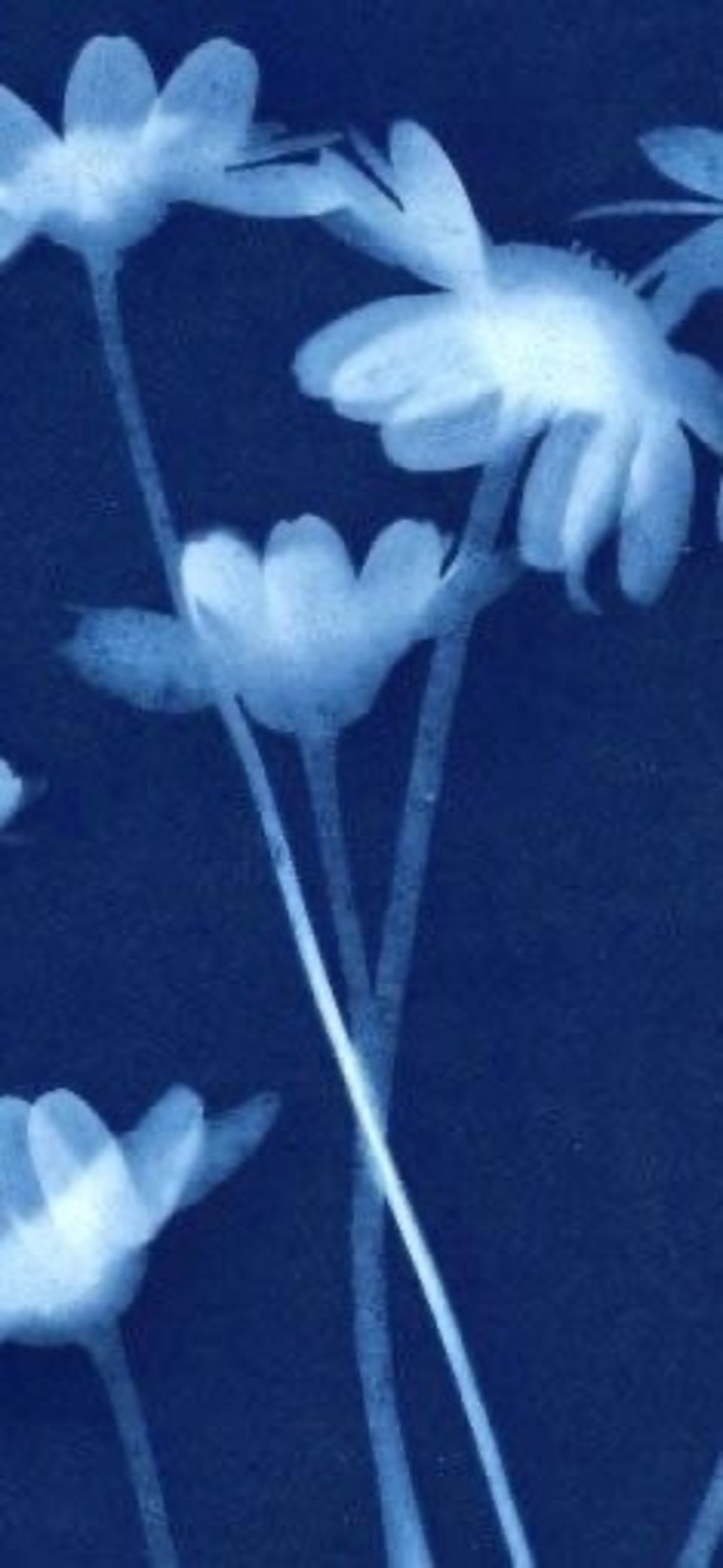Amber banner image
