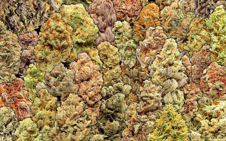 Sativa cover image