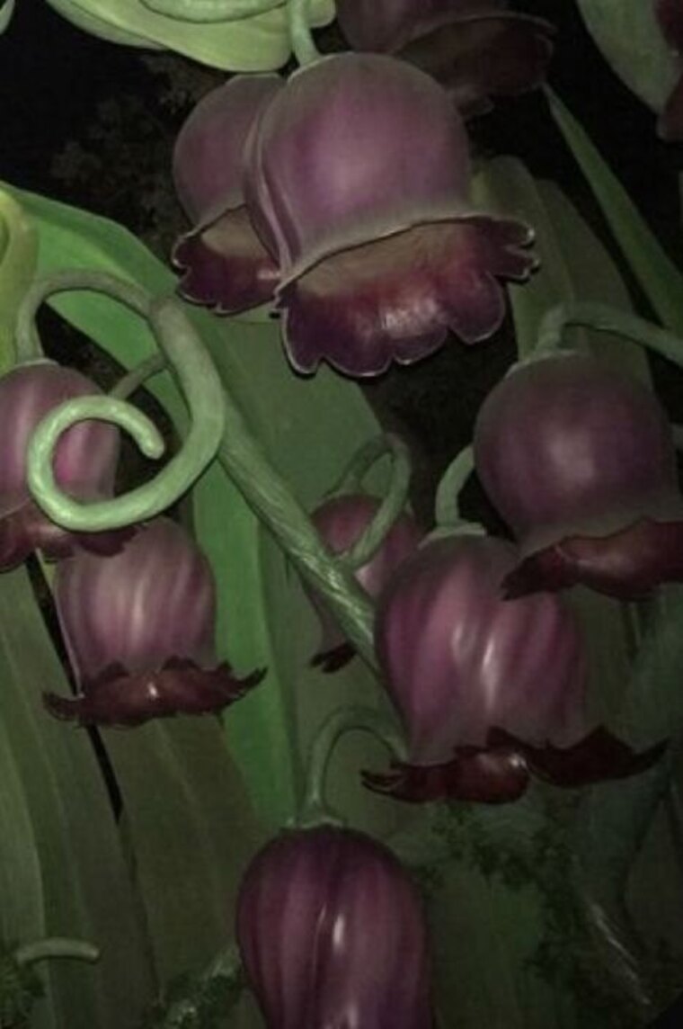 Plum ୭ ᵎᵎ cover image