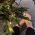 Polly lane avatar
