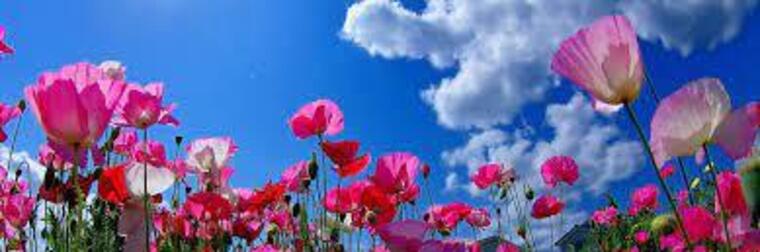 Poppy Flower banner image