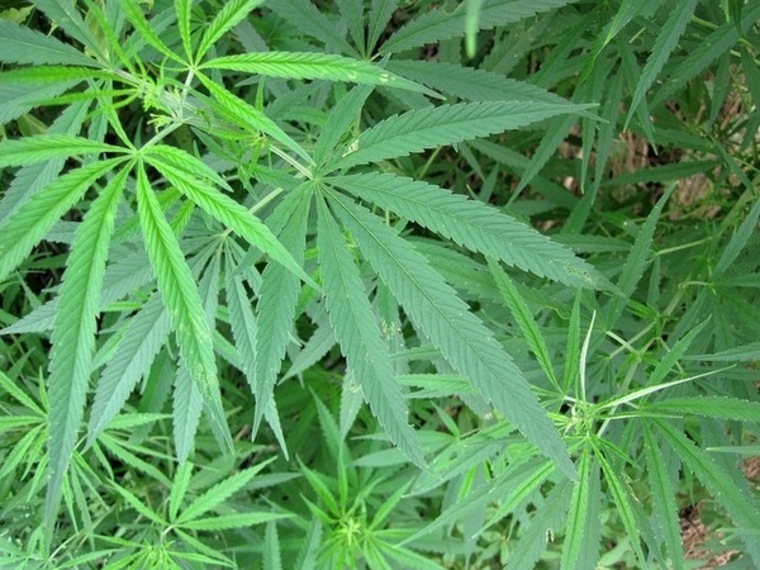 Pothead Pam cover image