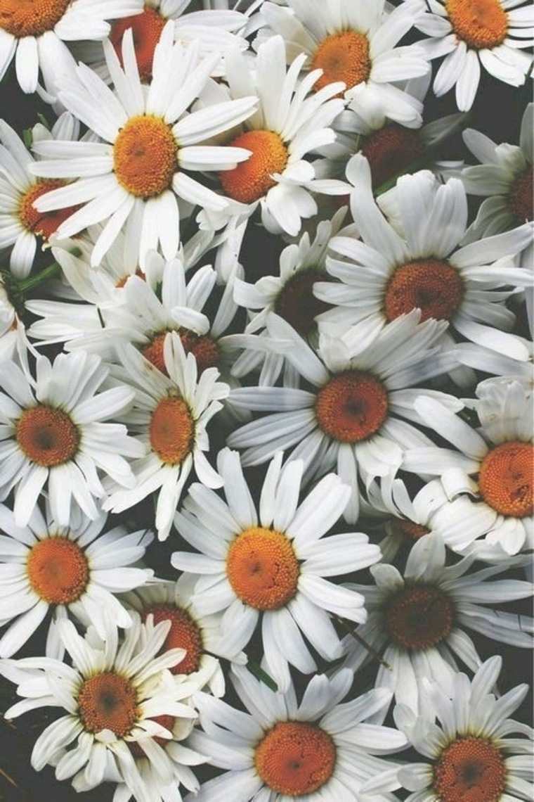 DaisyThings banner image