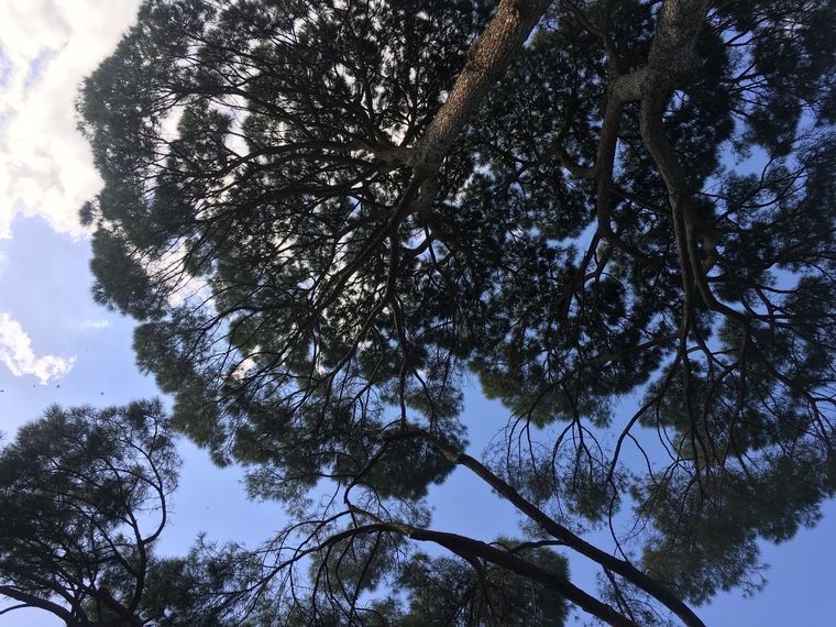 Pretty Jungle Feet banner image