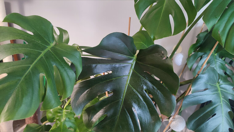 Pretty Patrick's feet banner image