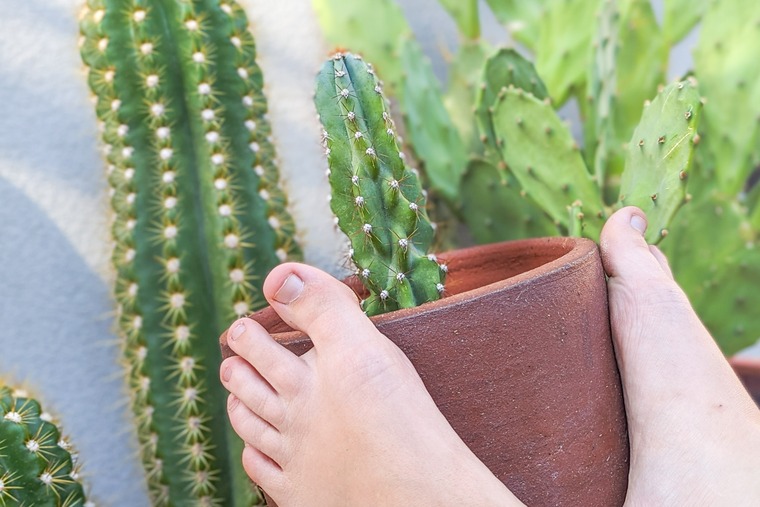 Prickly Lil Pear cover image