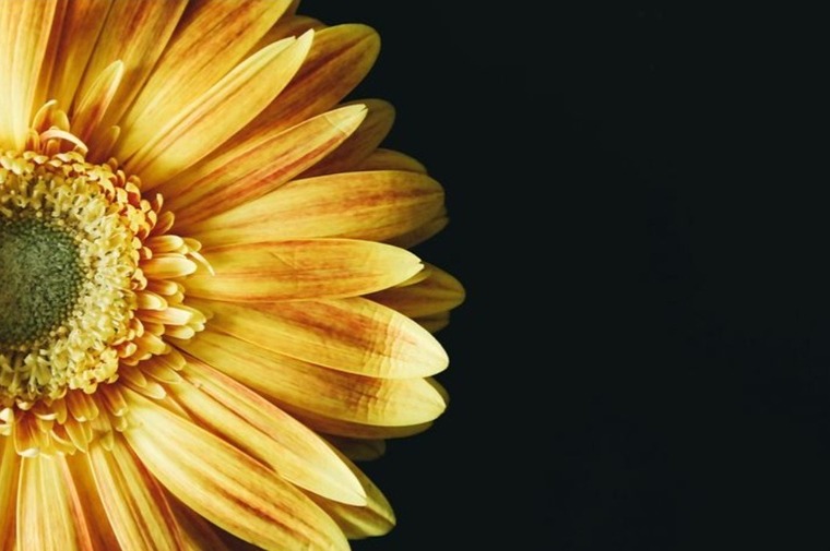 PrimeSunflower banner image
