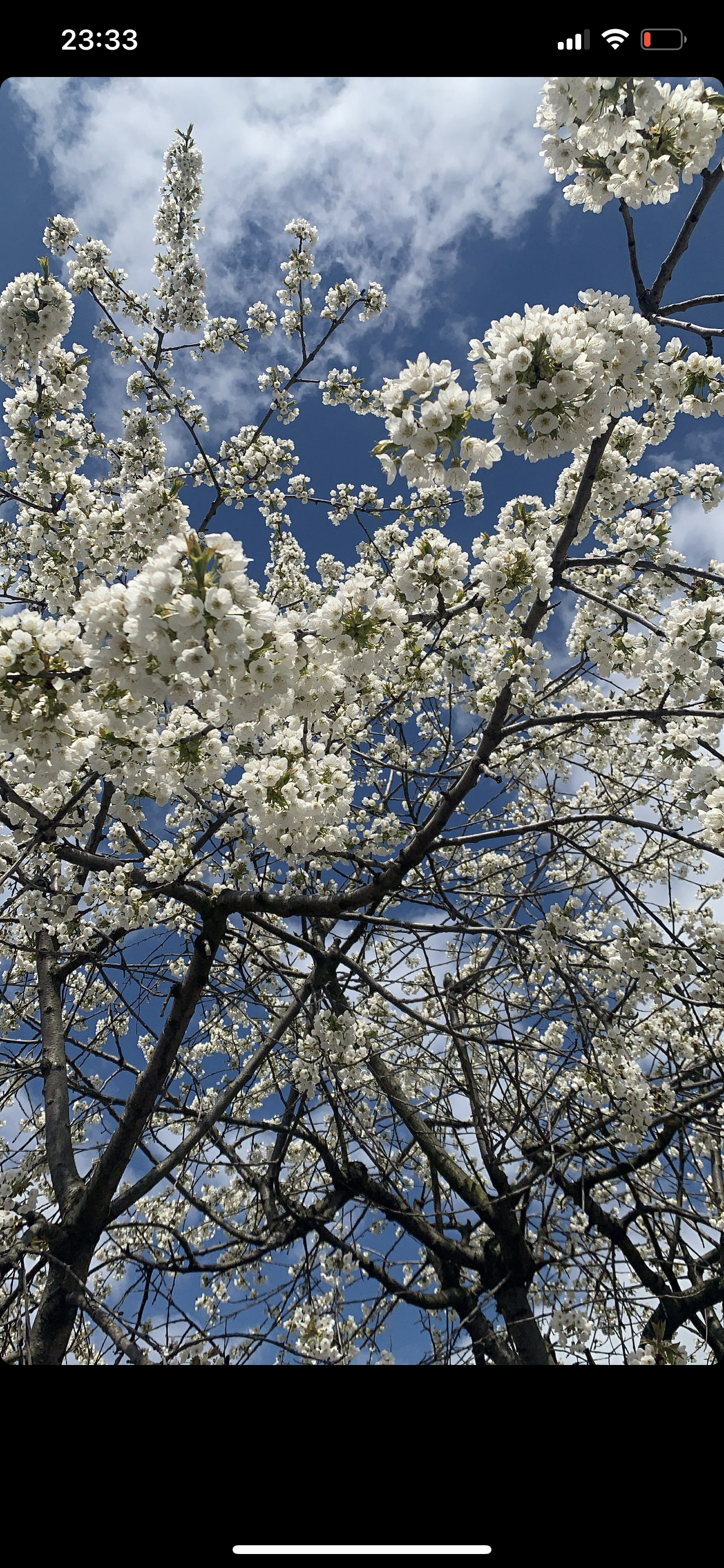 V. banner image