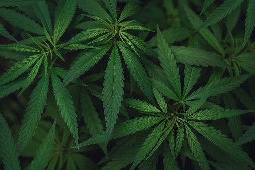 Princess420xo🍃 banner image