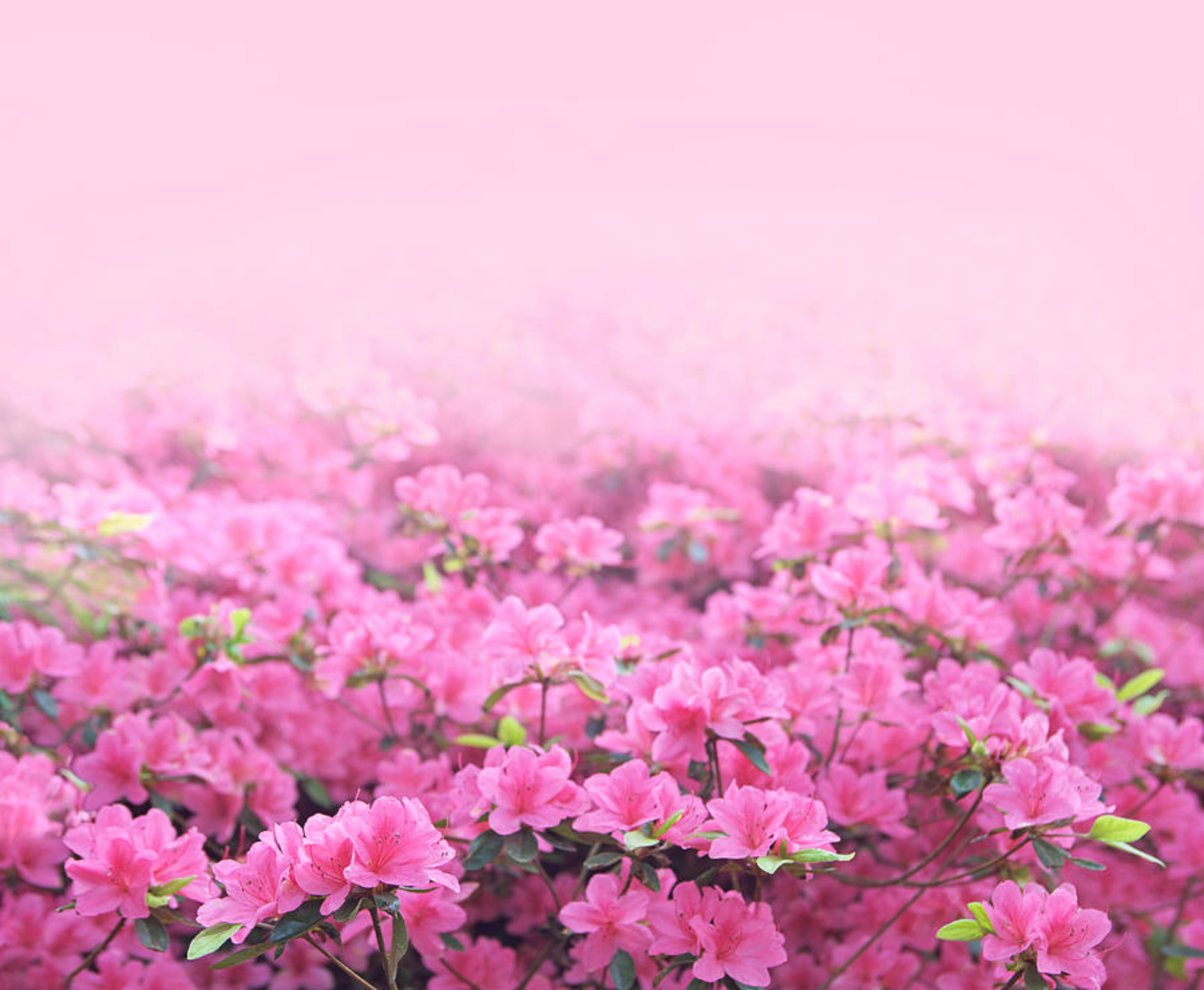 Princess Avocado banner image