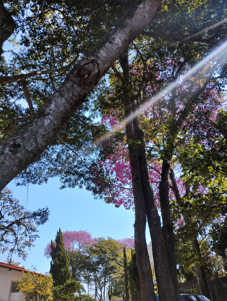 Princesa Brasileira π§π· banner image