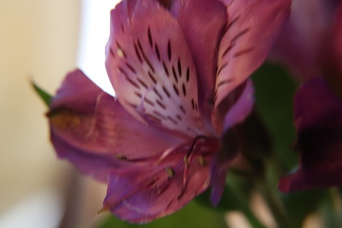 Blossom cover image