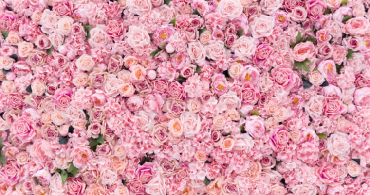 🌸ShyShy🌸 cover image