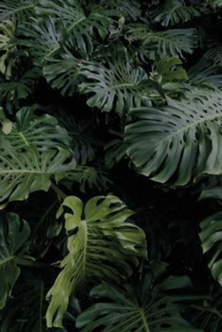 A cover image