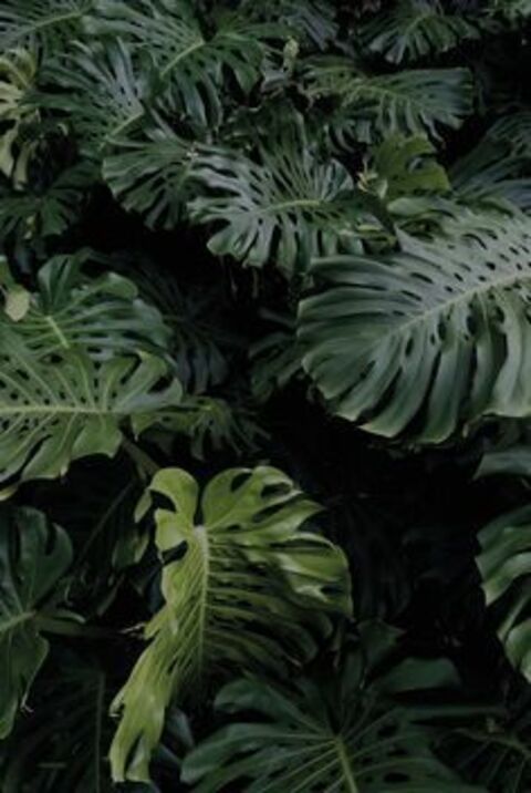 A cover image