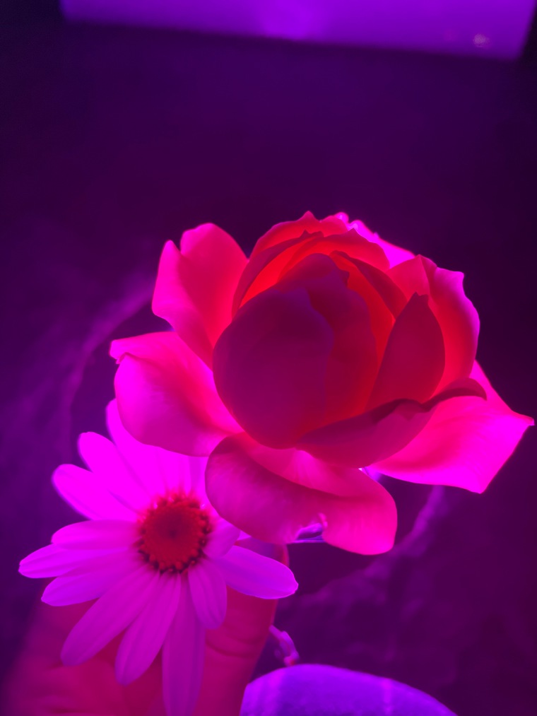♡ Psykhe ♡ cover image