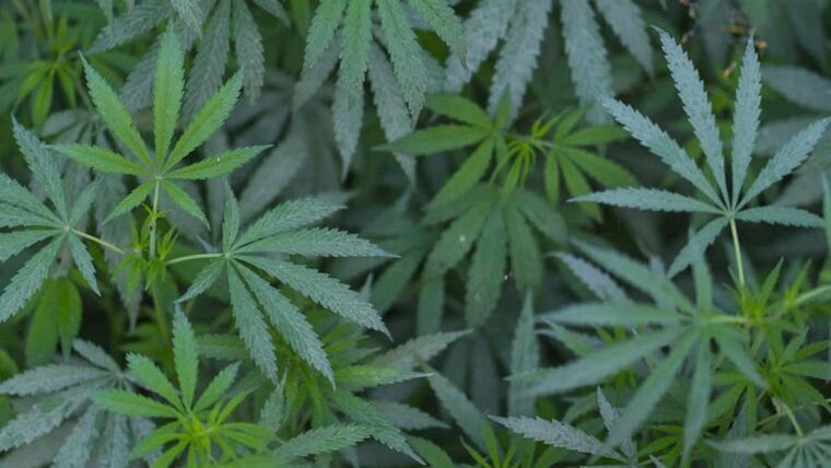 StonerBizznizz💋💨 banner image