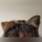 Puppi avatar