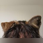 PuppiLovePreview avatar