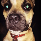 KodaStaffy🐶 avatar
