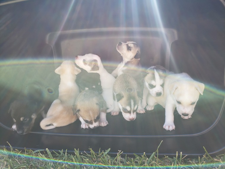 PuppyFans banner image