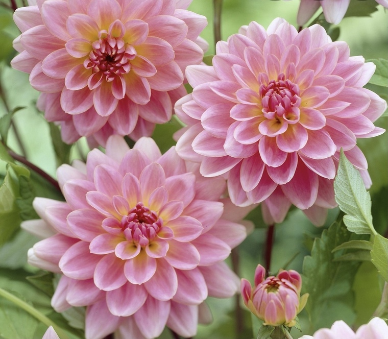 DahliaCutie ๐ธ banner image
