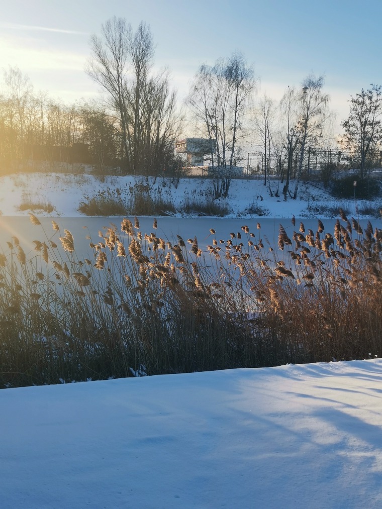 Pure Slav banner image