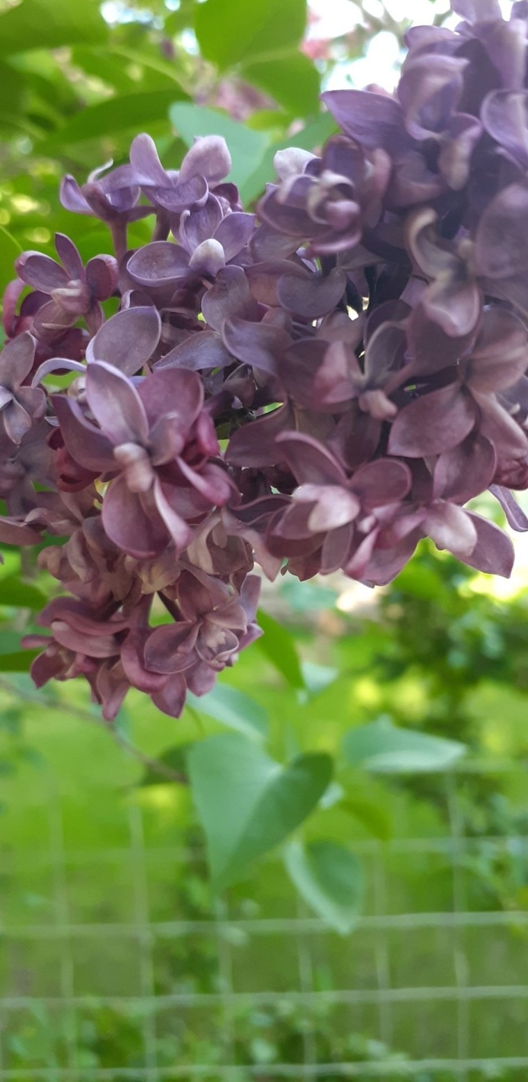 Lilac banner image