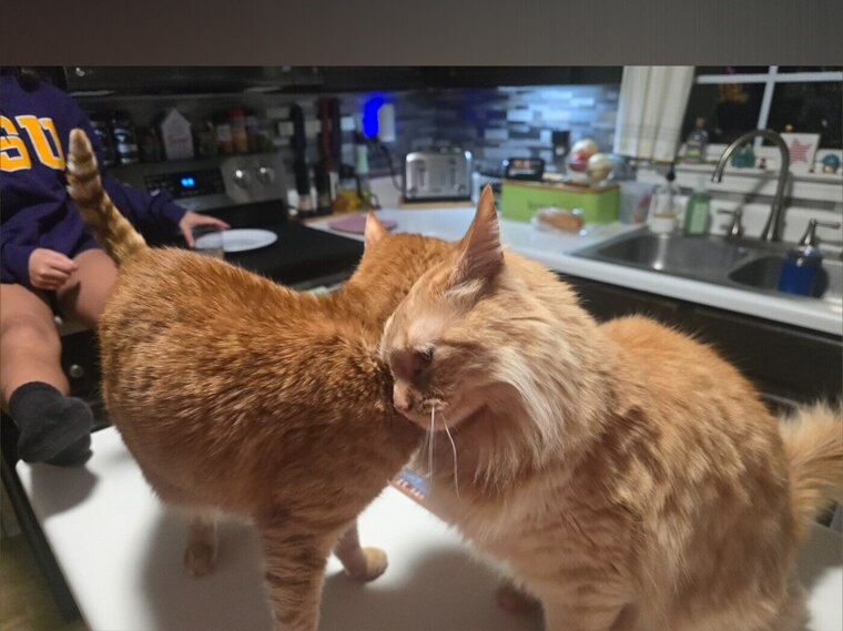 Only Cats cover image