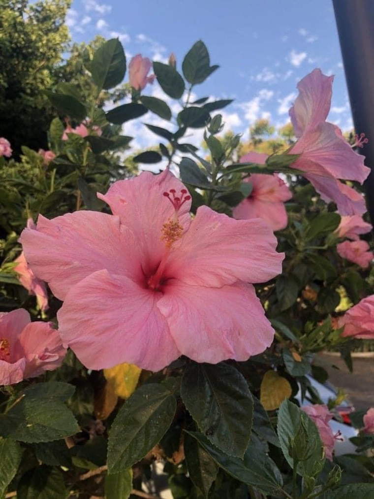 Pretty Pusxy 🌸🧏🏽♀️ DELETED AT 12.5K🥲 banner image