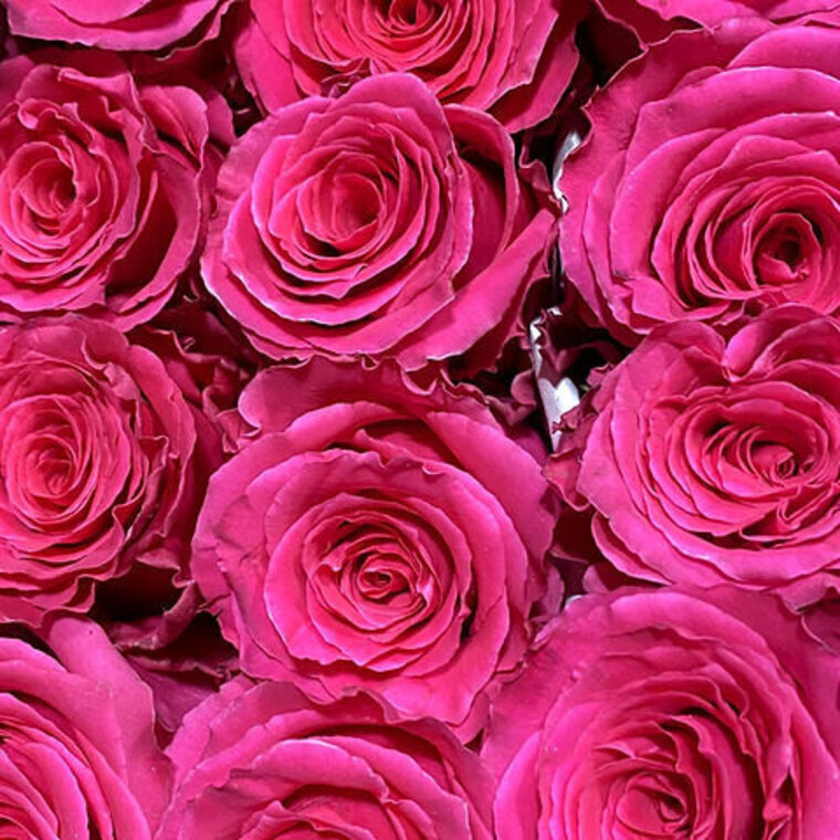 Queen Pink banner image