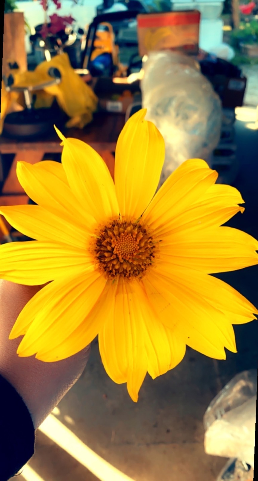 Queenbee π»π±π banner image
