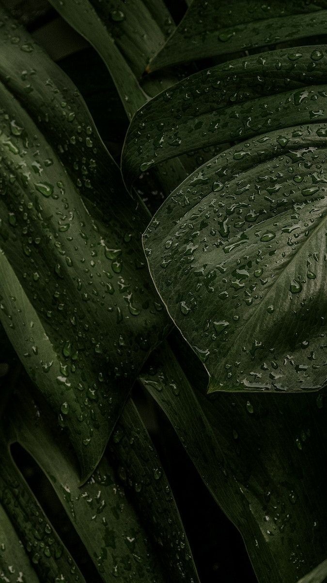 Queen EllaJ banner image