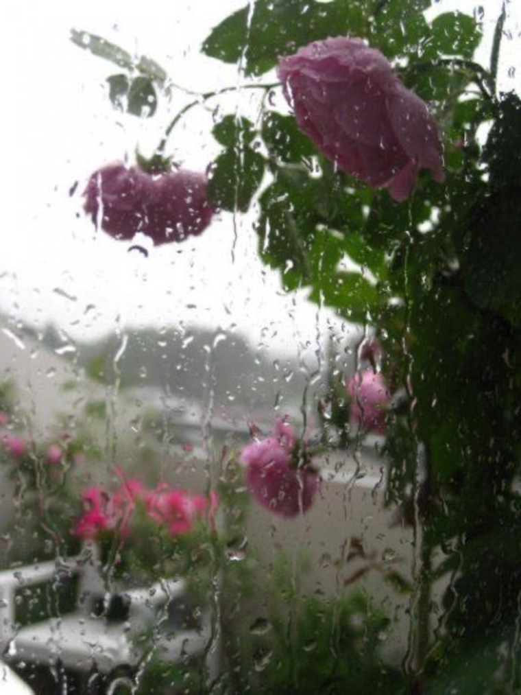 Lily cover image