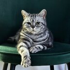 Queenie The Puss avatar