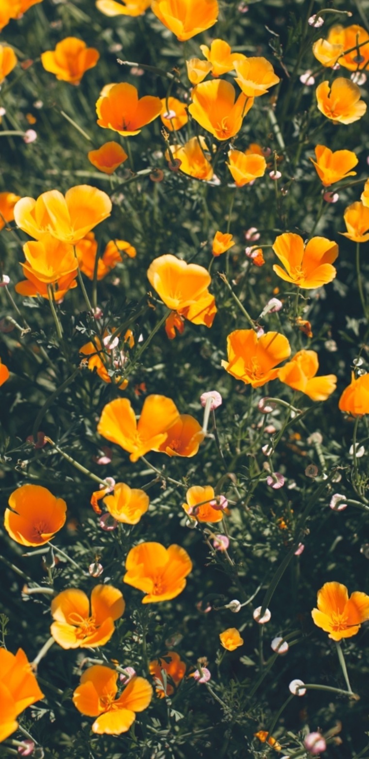 QueenJN24 banner image