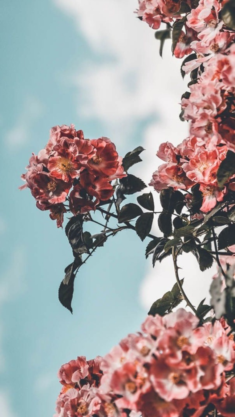 Karah cover image