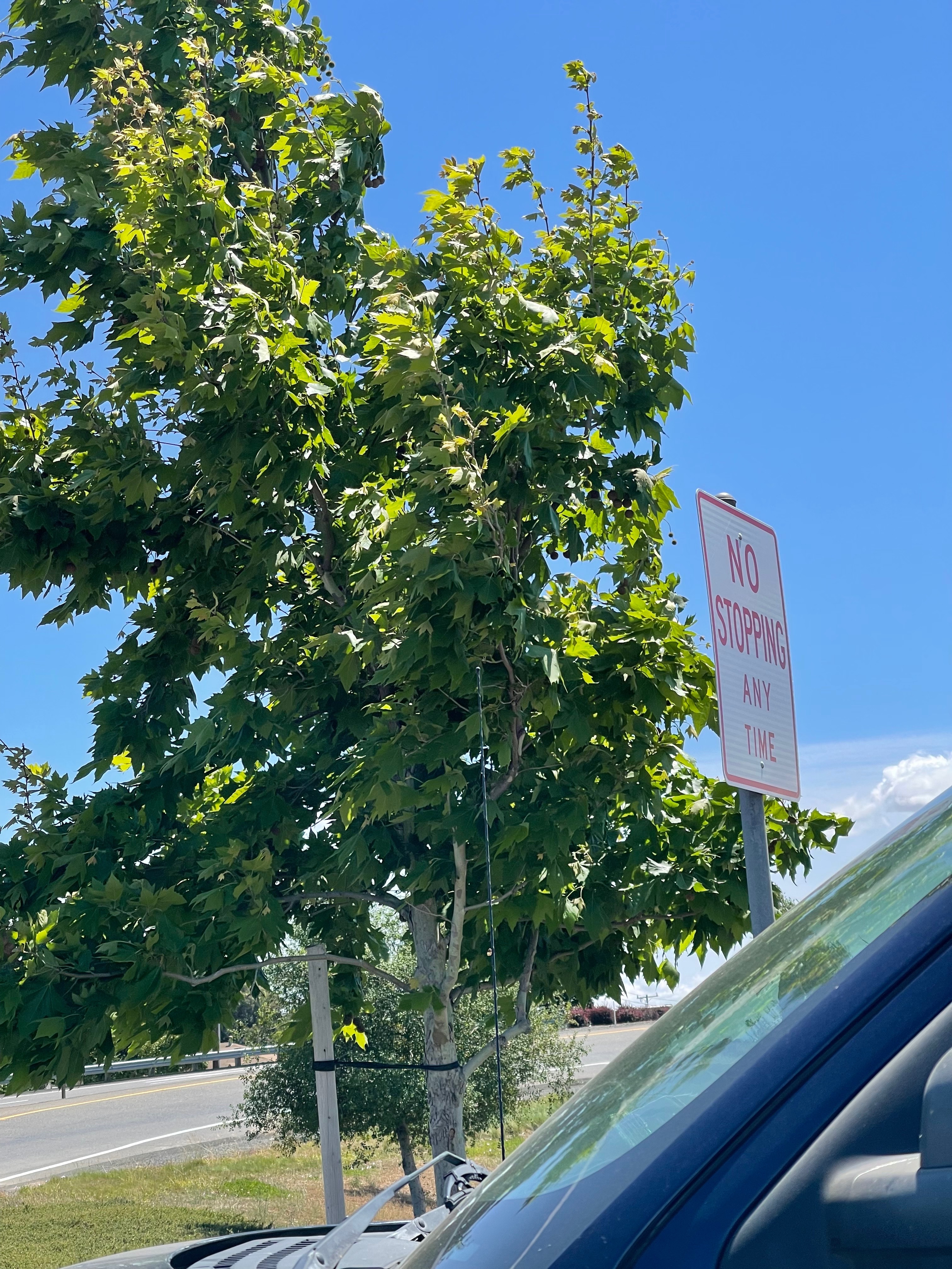 Jezabel banner image