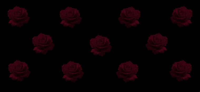 Rose cover image