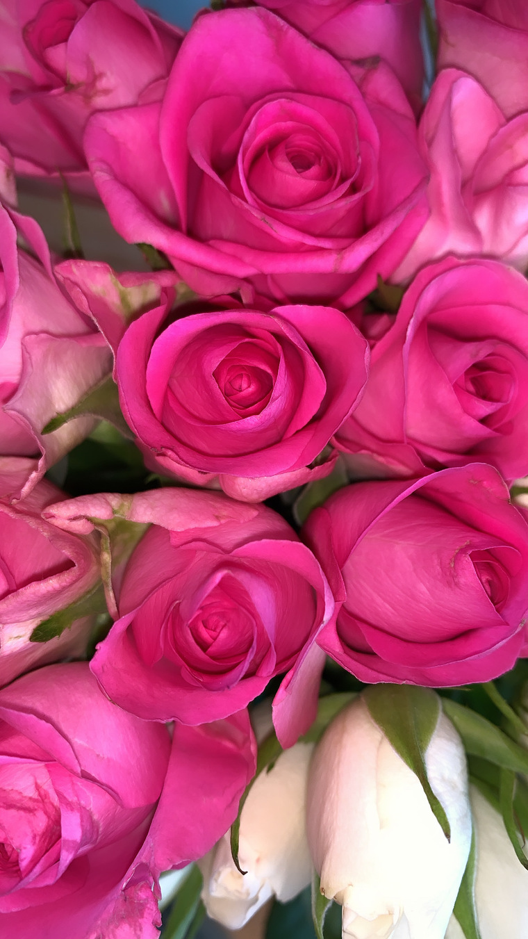 Rachel Diamdon banner image
