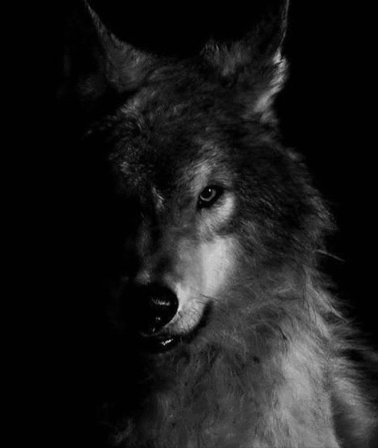 Racso wolf banner image